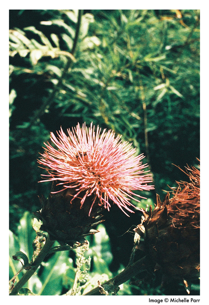 fleur photographiée sur un film Phoenix 35 mm par © Michelle Parr